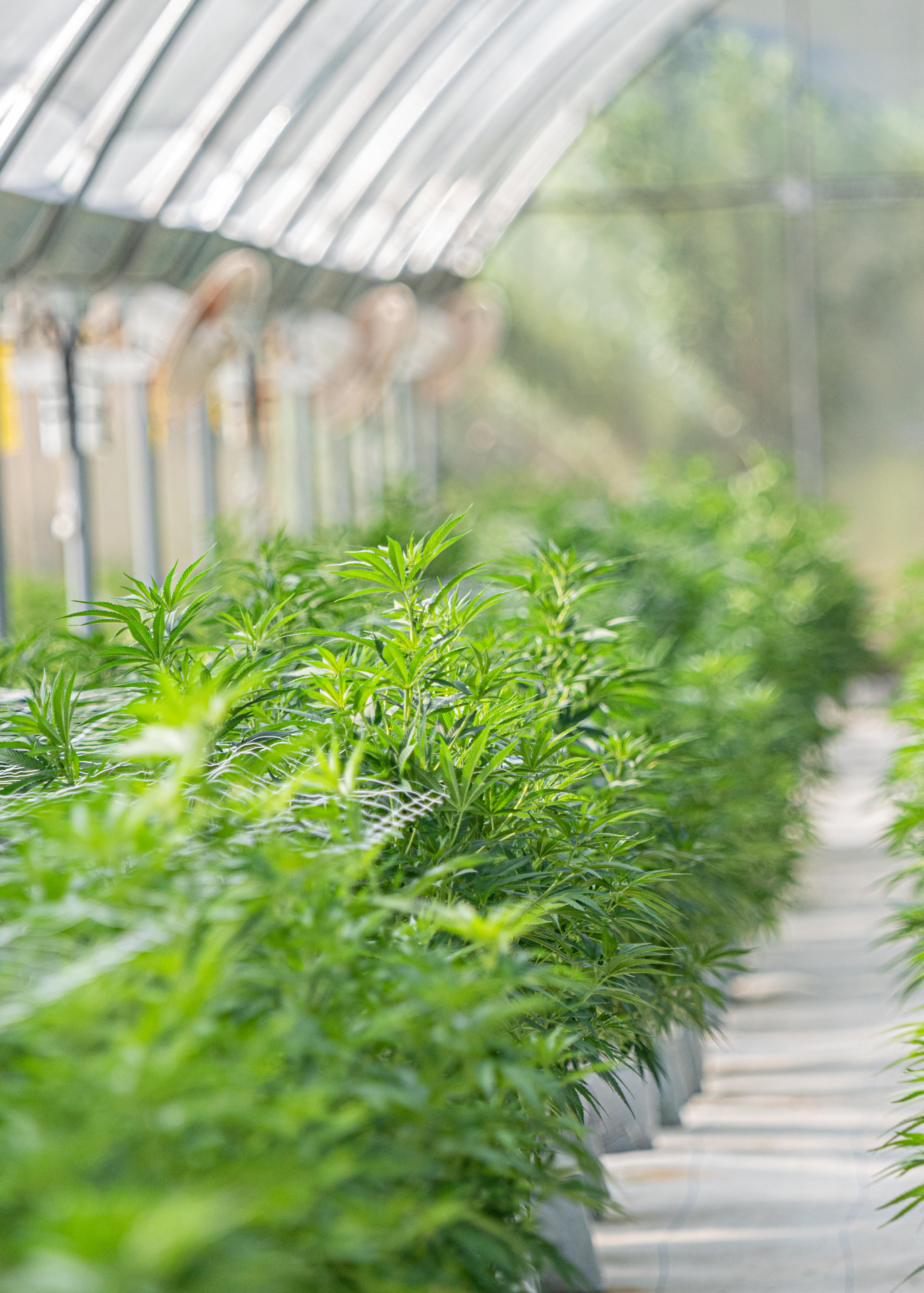 Producción indoor regulada — licencia IRCCA