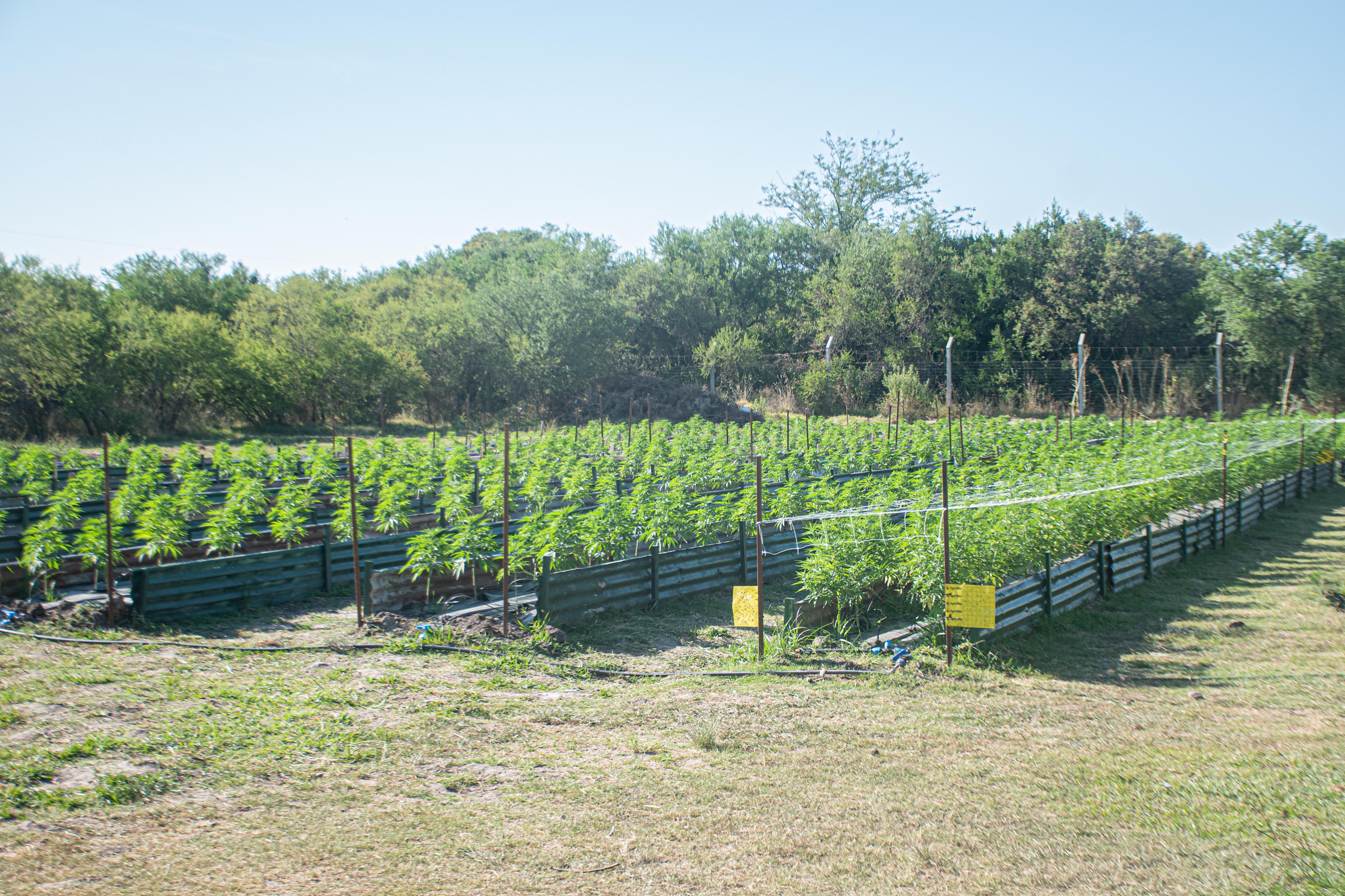 Campo de cáñamo certificado, Uruguay