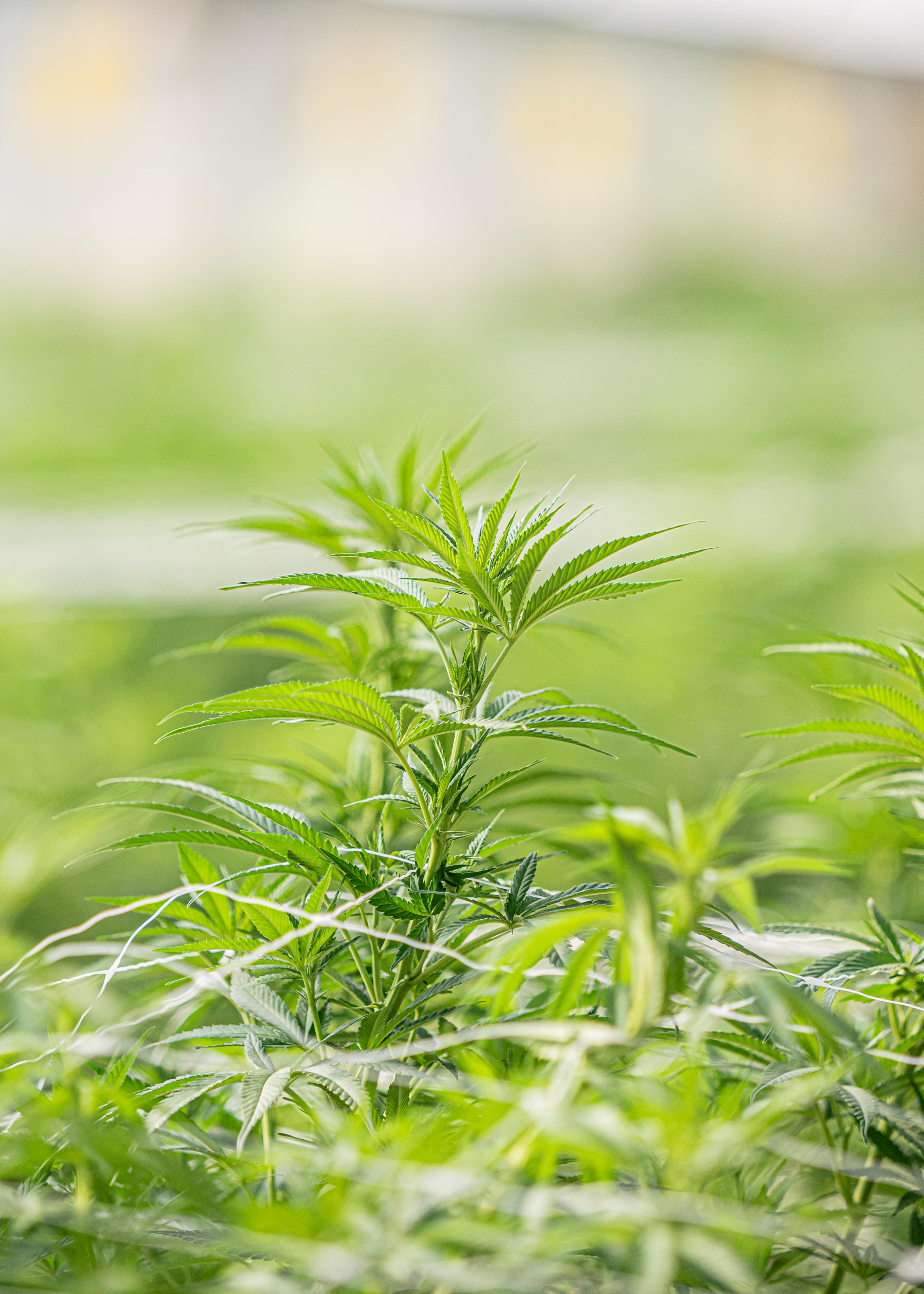 Cultivar de cáñamo dominante en CBD